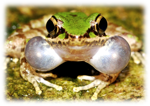 圖1. 鳴叫的青蛙