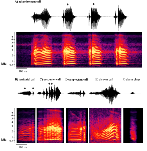 圖2. 腹斑蛙的鳴叫聲類型。