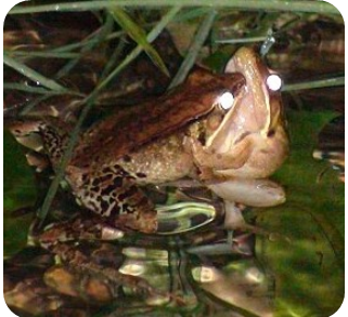 圖3. 打鬥中的腹斑蛙。