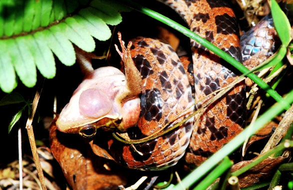 圖4. 被紅斑蛇捕抓到的腹斑蛙