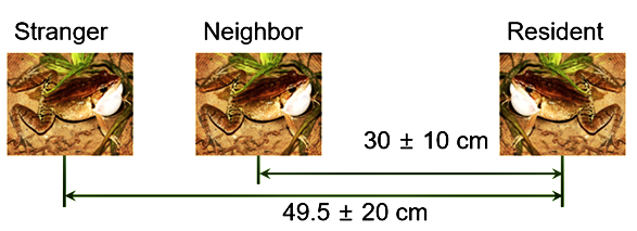 圖5. 將刺激腹斑蛙生氣時的音量轉換成距離