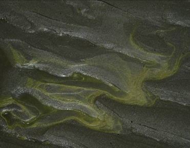 圖13. 河口泥沙上綠綠的藻類是裸藻