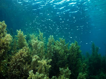圖3. 馬尾藻生長在海中的礁石上好像海中森林。