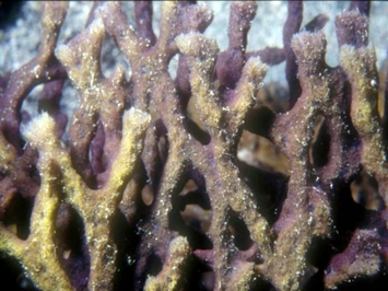圖5. 與海綿共生的角網藻