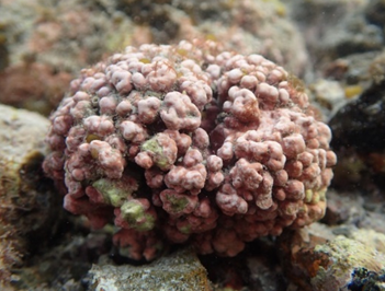圖6. 像球狀的殼狀珊瑚藻，為藻礁的主要組成。
