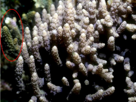 圖7. 像軸孔珊瑚的麒麟菜，在左邊用紅色圈起來的是珊瑚。