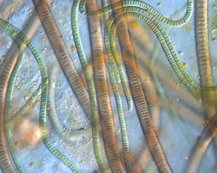 圖8. 在顯微鏡下觀察到的絲狀藍綠藻會作滑行運動。