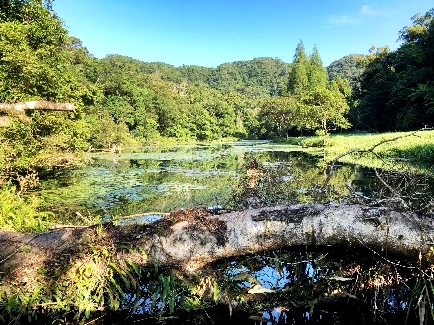 圖6. 種樹、維護自然森林可以增加陸地吸存的碳量 （綠碳）。