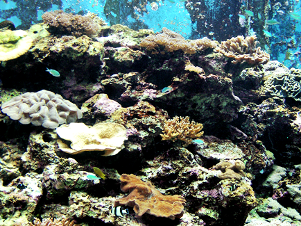 圖9. 維護、修復珊瑚礁不但增加生物多樣性，還能緩衝海浪暴潮沖蝕海岸。