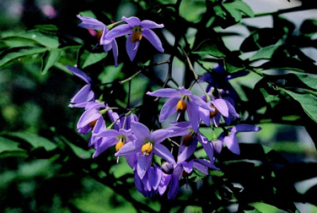 圖十 懸星花花枝