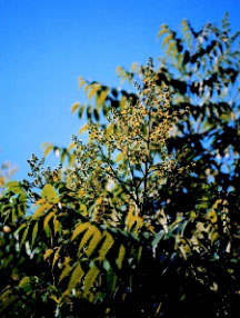 圖二：小黃花期