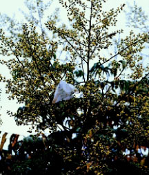 圖三：疏黃花期