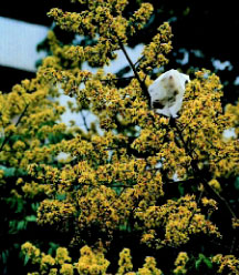 圖四：大黃花期