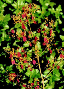 金狗毛蕨孢子囊群的分布情形