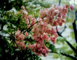 圖六：遇雨，玫瑰紅的蒴果，會呈現水紅色的感覺