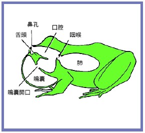 蛙類和鳴叫相關之身體構造圖