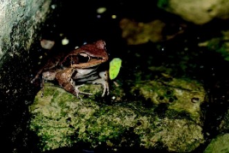 圖二 拉都希氏赤蛙有內鳴囊
