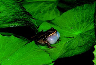 圖四 腹斑蛙有咽側下外鳴囊