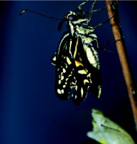 圖十三 破蛹而出的成蝶翅膀皺成一團