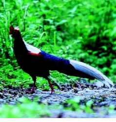 圖一 雄性藍腹鷼均具有很長的尾羽(黃文欣攝)