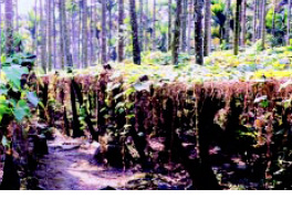 圖三 低矮的瓜棚提供覓食時的隱蔽性