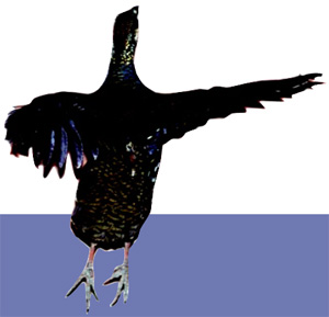 圖四 受到驚動正要飛動的深山竹雞(雄性)