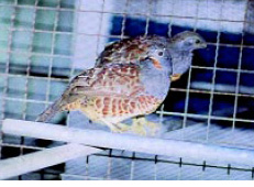 圖五 竹雞前方雄性,後方雄性,辨認方式為雄性小指雌性明顯