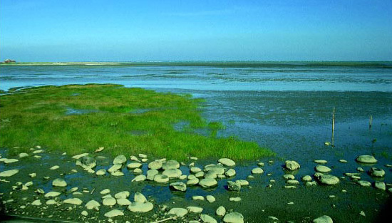 潮間帶灘地是許多侯鳥賴以生息的環境,台灣西部沿海地區許多面積廣大的潮間帶灘地是候鳥南北往來時的重要棲息地。(攝影者:池文傑)