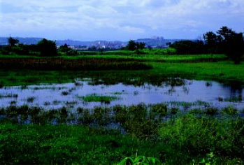 濱海地區的草澤、林澤不僅提供水鳥棲息,亦是許多陸域性候鳥的常見環境。(攝影者:池文傑)
