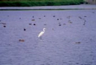 遷移性水鳥常會利用近海魚塭與鹽田。(攝影者:池文傑)