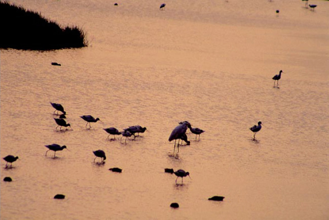 西南沿岸的鹽田灘地是許多涉禽度冬的重要棲地(攝影者:陳毅瀚)