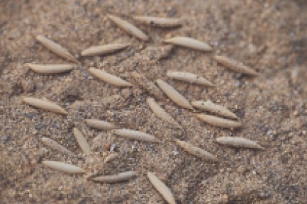 圖一　騷斯卵是一粒粒約在2cm 土中被產下