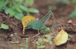 圖十　綠色型六齡蟲具產卵管