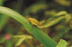 圖十一　褐色型五齡蟲翅芽浮貼背部