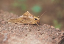 圖十三　蛻皮失敗褐色型成蟲