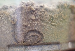 圖十四　騷斯孵化時爬行所留下