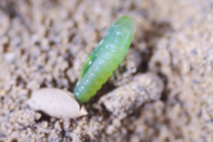 圖二　迅速由卵中孵出