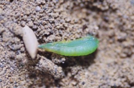 圖三　倒下並蛻去透明囊膜