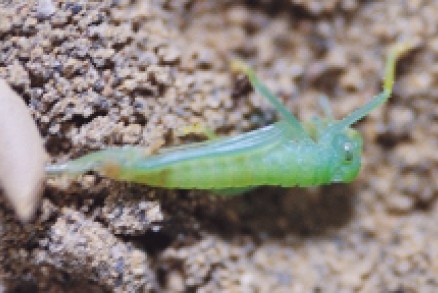 圖四　前後腳伸出活動