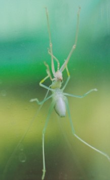 圖七　啃食舊皮的三齡蟲