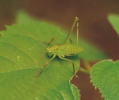圖九　綠色型五齡蟲翅芽浮貼背部