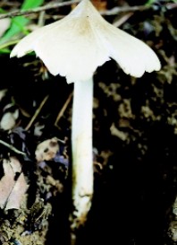 圖一　雞肉絲菇