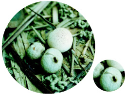 圖十　腹菌類，( 網紋馬勃)