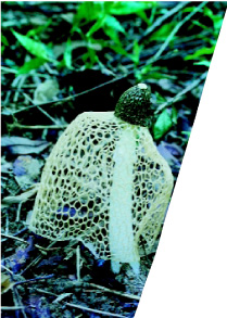 圖十二　長裙竹蓀