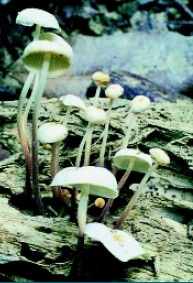 圖十一　簇生鬼傘