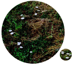 圖四　綠褶菌形成奇特的仙女環