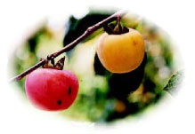 紅柿　外型較小通常會在樹上成熟變紅