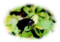 圖十　紫艷騷金龜