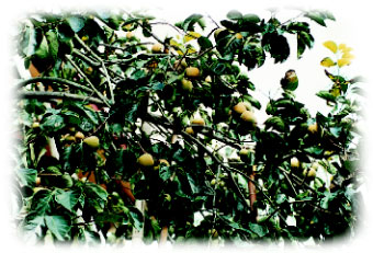 圖十一  結實累累的柿子高掛枝頭