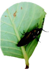 圖十二 會利用胸甲彈跳逃離的大青叩頭蟲